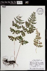 Cystopteris protrusa image