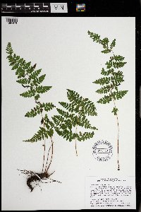 Cystopteris tennesseensis image