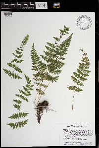 Cystopteris tennesseensis image