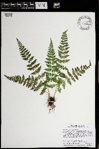 Cystopteris tennesseensis image