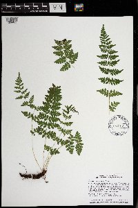 Cystopteris tennesseensis image