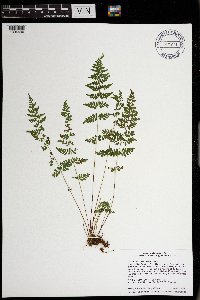 Cystopteris tenuis image
