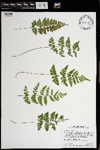 Cystopteris tenuis image