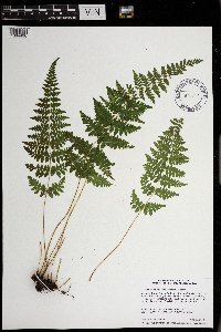 Cystopteris laurentiana image