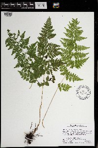 Cystopteris laurentiana image