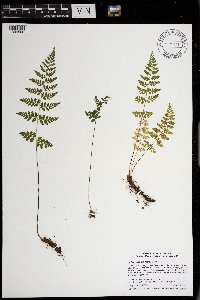 Cystopteris tenuis image