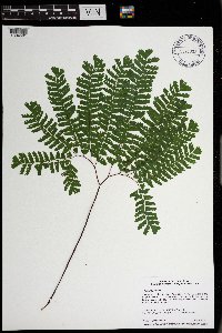 Thumbnail image of current specimen