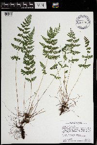 Cystopteris tenuis image