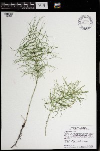 Equisetum pratense image