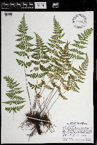 Cystopteris tenuis image