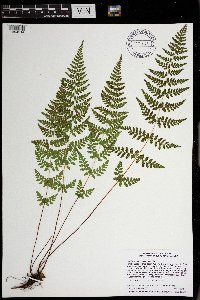 Cystopteris tennesseensis image