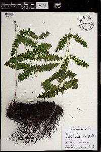 Claytosmunda claytoniana image