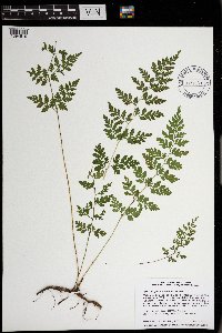 Cystopteris protrusa image