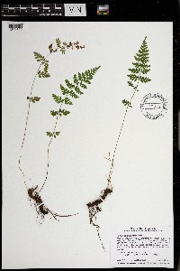 Cystopteris tenuis image