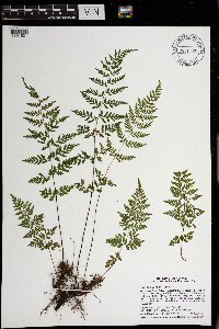 Cystopteris tenuis image