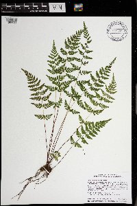 Cystopteris tenuis image