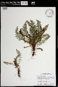Dryopteris fragrans image