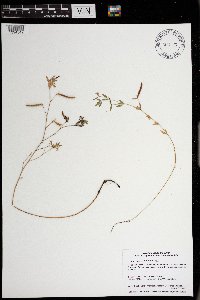 Acmispon americanus var. americanus image