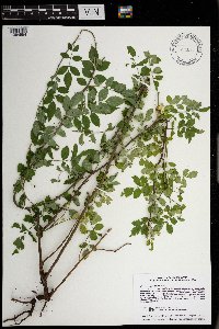 Rosa multiflora image