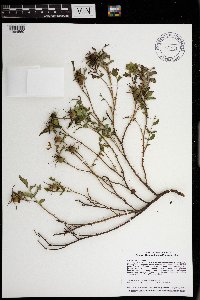 Rosa arkansana image