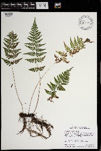 Cystopteris tenuis image