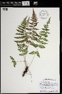 Cystopteris tennesseensis image