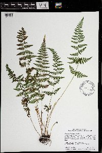Cystopteris tennesseensis image