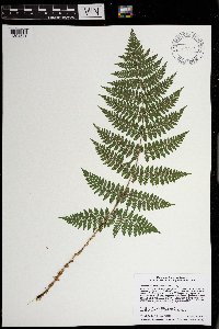 Dryopteris intermedia image