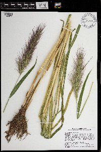 Echinochloa walteri image