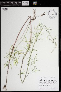 Cicuta bulbifera image
