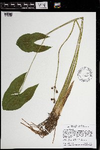 Sagittaria latifolia image