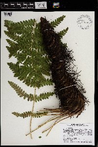 Claytosmunda claytoniana image