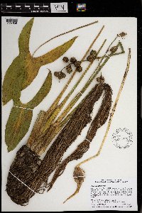 Sagittaria latifolia image