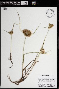 Cyperus odoratus image