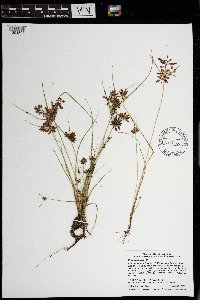 Cyperus diandrus image