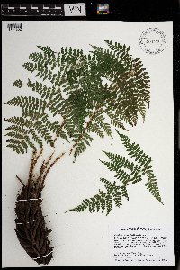 Dryopteris intermedia image