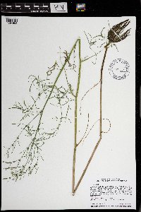 Cicuta bulbifera image