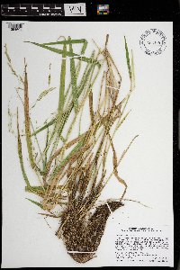 Leersia oryzoides image