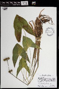 Sagittaria latifolia image