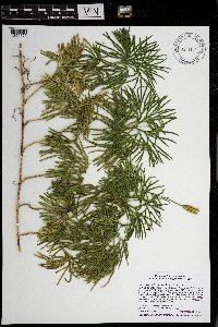 Diphasiastrum digitatum image