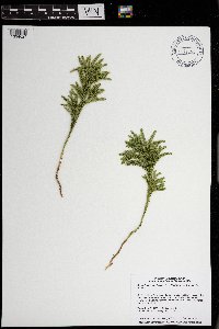 Dendrolycopodium hickeyi image