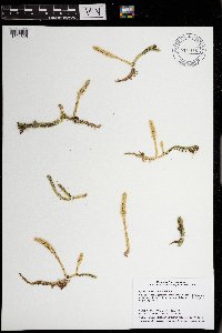 Lycopodiella inundata image
