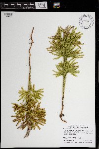 Dendrolycopodium dendroideum image