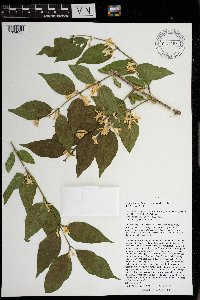 Lonicera maackii image