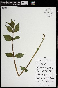 Lonicera maackii image