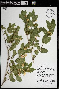 Lonicera morrowii image