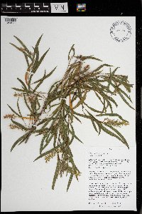 Salix exigua image