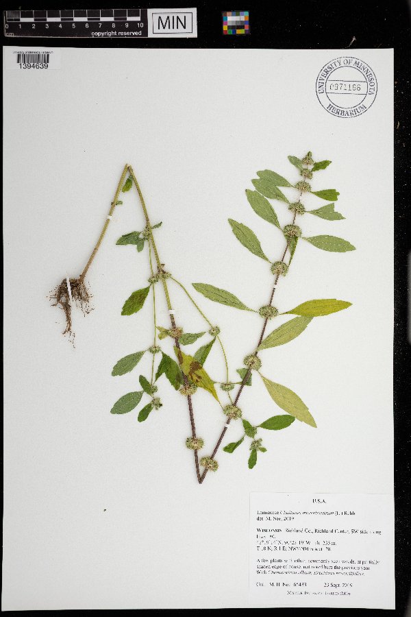 Chaiturus marrubiastrum image