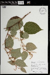 Fallopia japonica image