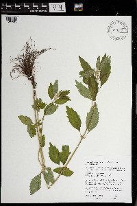 Chaiturus marrubiastrum image